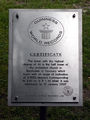 Certificate Guinness Records.jpg