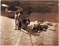 Olympe Aguado - Hunting Dogs.jpg