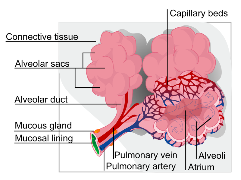 Soubor:Alveolus diagram.png