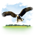 Animals - Eagle.png