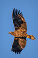 Juvenile bald eagle in flight at sunrise at Ten Thousand Islands National Wildlife Refuge, Naples, Florida-Flickr.jpg