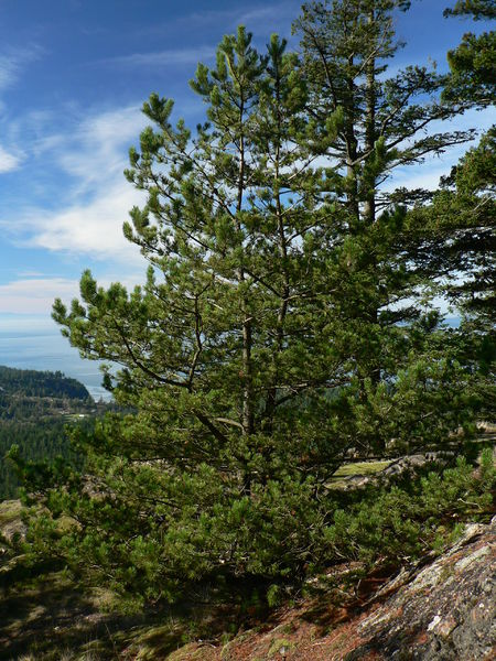 Soubor:Pinus contorta 28266.JPG
