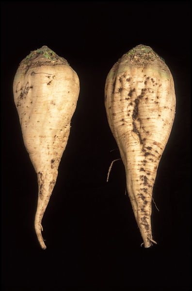 Soubor:SugarBeet.jpg