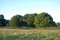 6 trees east of Underriver - geograph.org.uk - 1372864.jpg