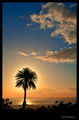 Puu Ualakaa Sunset Silhouette.jpg