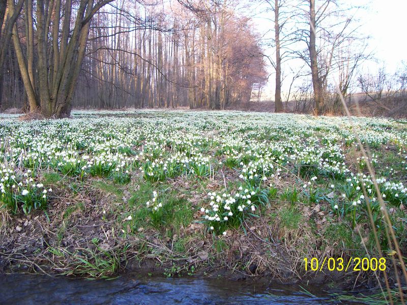 Soubor:Louka u Hroznětína 3.JPG