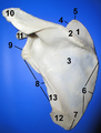Scapula post numbered.png
