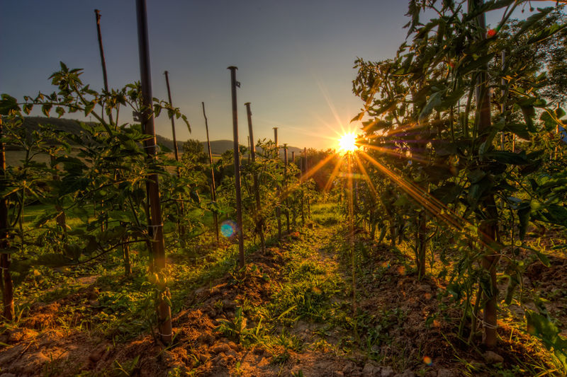 Soubor:Sunset in a Tomato field-theodevil.jpg