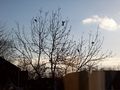 7 Pigeons, 1 Tree - geograph.org.uk - 744089.jpg