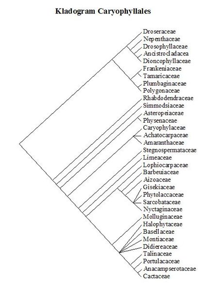 Soubor:Cladogram Caryophyllales.jpg