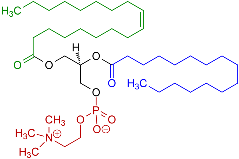 Soubor:1-Oleoyl-2-almitoyl-phosphatidylcholine Structural Formulae V.1.png