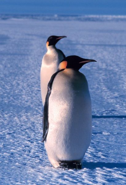 Soubor:Emperor penguin.jpg