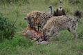 Hyenas at stolen impala kill.jpg