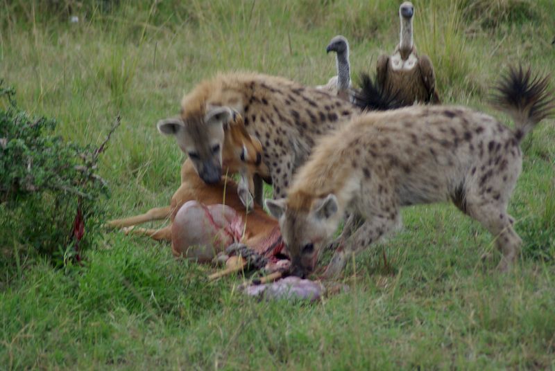 Soubor:Hyenas at stolen impala kill.jpg