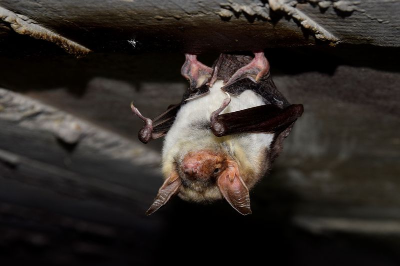 Soubor:Myotis myotis Großes Mausohr2.jpg