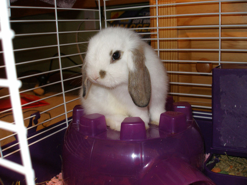 Soubor:So shy Mini Lop.jpg