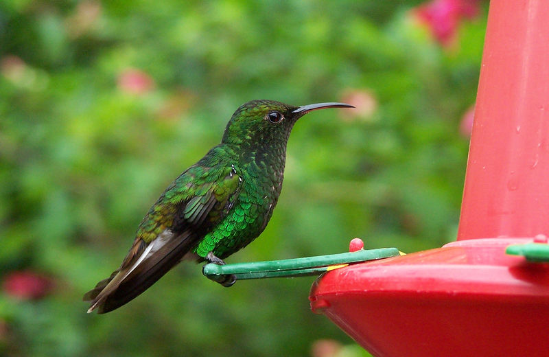 Soubor:Costa-Rica-colibri-humming-bird.jpg