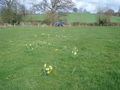 Daffodil Way south of Kempley Green - geograph.org.uk - 770912.jpg