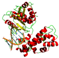 DNA polymerase.png