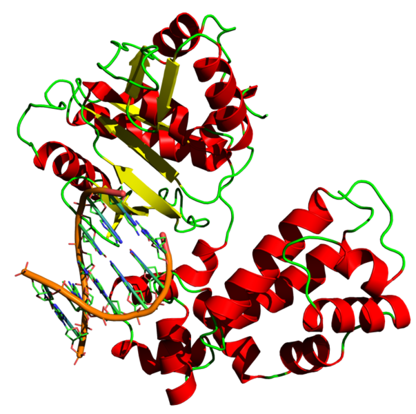 Soubor:DNA polymerase.png