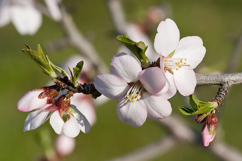 Soubor:Almond blossom02 aug 2007.jpg