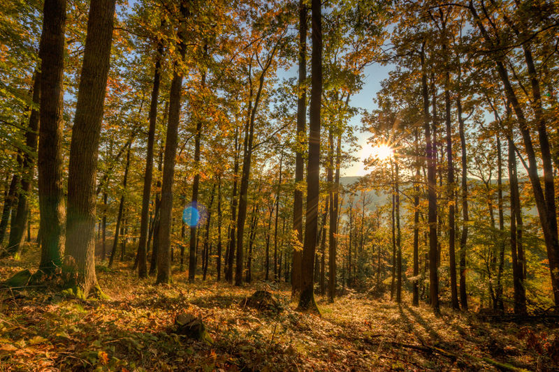Soubor:Autumn Woods-theodevil.jpg