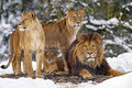 Four lions-ZOO2020-Flickr.jpg
