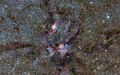 The Lobster Nebula.jpg