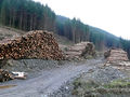 Tywi Forest felling north of Llyn Brianne, Powys - geograph.org.uk - 1056149.jpg