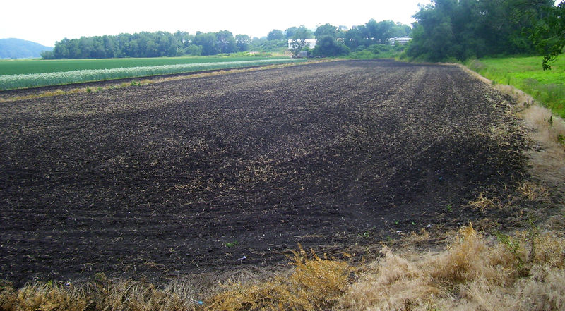 Soubor:Black dirt in Black Dirt Region.jpg