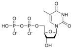 Struktura deoxythymidindifosfátu