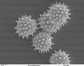 Helianthus annuus pollen 1.jpg