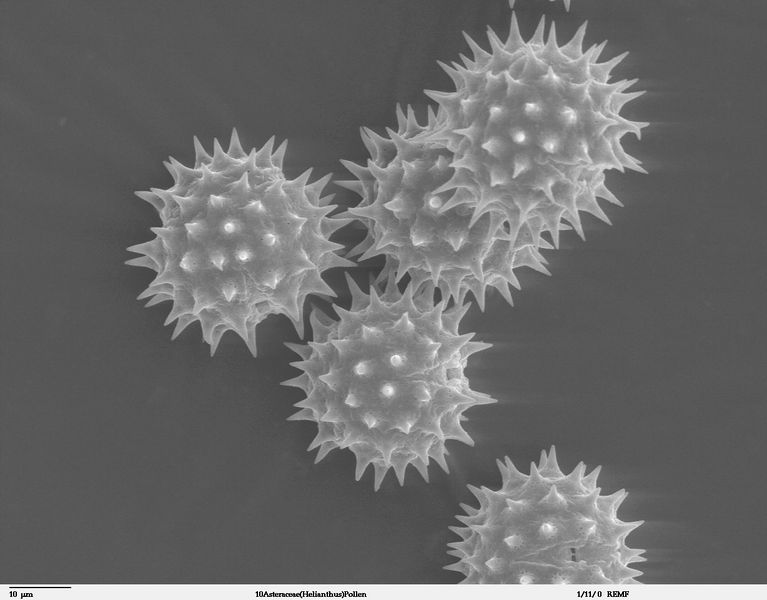 Soubor:Helianthus annuus pollen 1.jpg