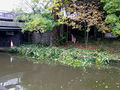 What knot to do with Japanese Knotweed, Stoke-on-Trent - geograph.org.uk - 600753.jpg