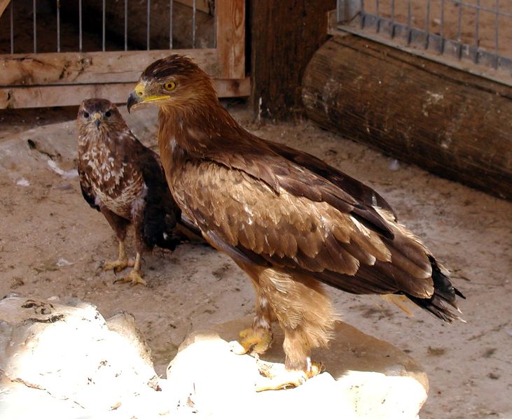 Soubor:Golden eagle.jpg