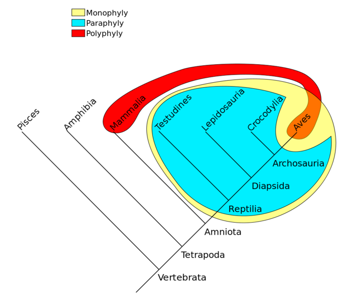Soubor:Phylogenetic-Groups.png