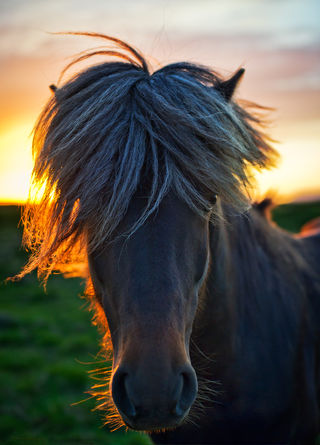 Islandský kůň v roce 2010 (HDR)