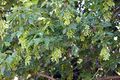 Acer negundo ssp. californicum California Box-elder-Flickr.jpg