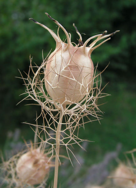 Soubor:Nigella arvensis fruit.jpg