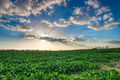 Blue sky over green fields-theodevil.jpg