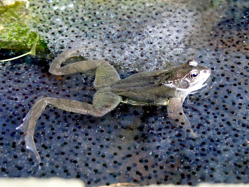 Soubor:Frog in frogspawn.jpg