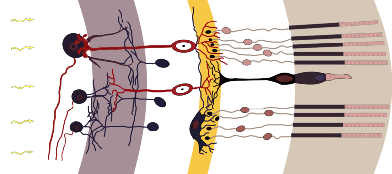 Soubor:Retina-diagram.png
