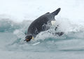 Diving emperor penguin.jpg
