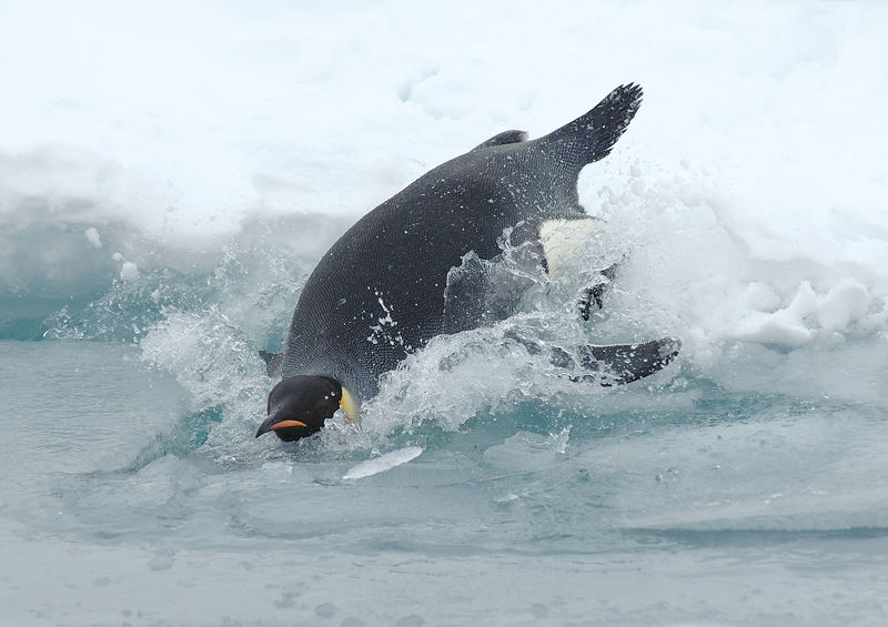 Soubor:Diving emperor penguin.jpg