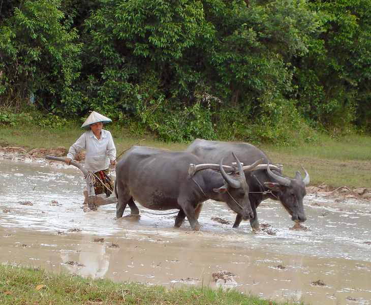 Soubor:Cambodia buffaloes in paddy fields.jpg