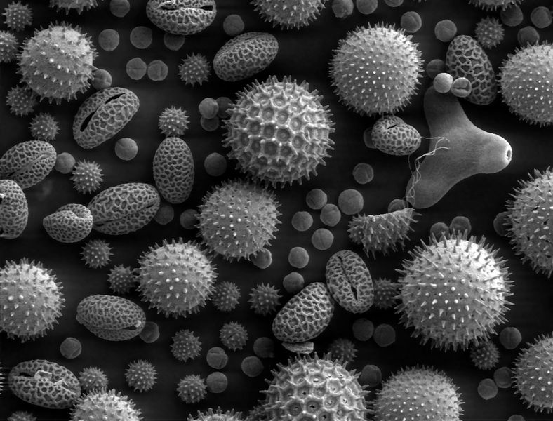 Soubor:Misc pollen.jpg