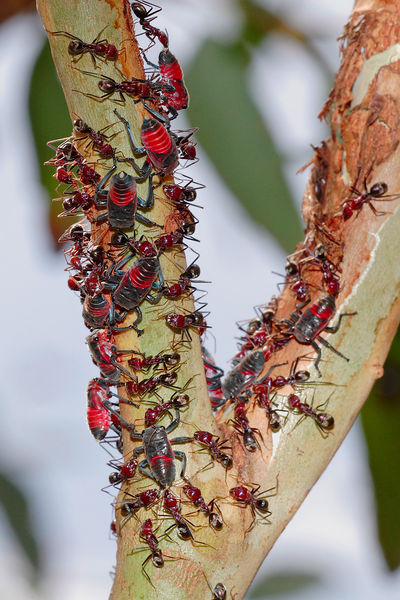 Soubor:Common jassid nymphs and ants02.jpg