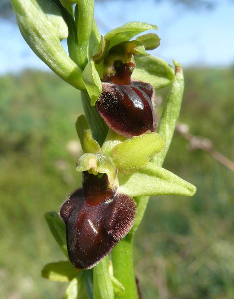 Soubor:Ophrys sphegodes 030508c.jpg
