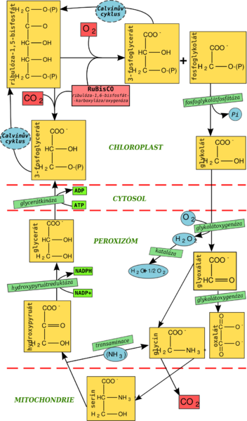 Soubor:Photorespiration cycle (cs).png