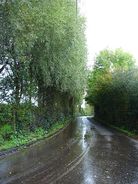 Willow wind break - geograph.org.uk - 264360.jpg